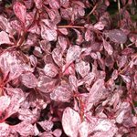 Berberis thunbergii 'Rosy Glow'