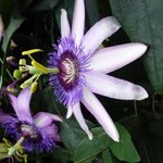Passiflore 'Amethyst' - Passiflora amethystina