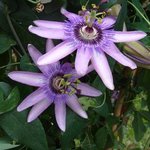 Passiflore 'Amethyst' - Passiflora amethystina