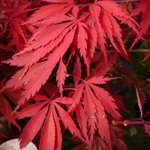 Acer palmatum 'Burgundy Lace'