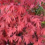 Acer palmatum 'Burgundy Lace'