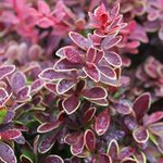 Berberis thunbergii 'Admiration'