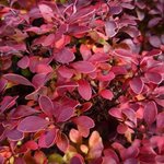 Berberis thunbergii 'Admiration'