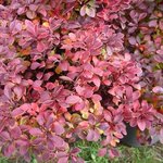 Berberis thunbergii 'Admiration'