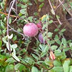 Canneberge - Vaccinium oxycoccos