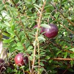 Canneberge - Vaccinium oxycoccos