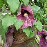 Aristolochia gigantea