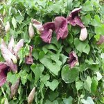 Aristolochia gigantea