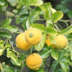 Poncirus trifoliata - Citronnier épineux