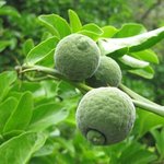 Poncirus trifoliata - Citronnier épineux