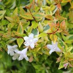 Abelia grandiflora 'Kaléidoscope'