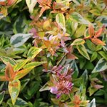 Abelia grandiflora 'Kaléidoscope'