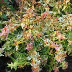 Abelia grandiflora 'Kaléidoscope'