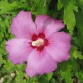 Althéa - Hibiscus syriacus