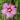 Althéa - Hibiscus syriacus