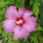 Althéa - Hibiscus syriacus