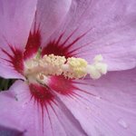 Althéa - Hibiscus syriacus