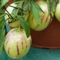 Poire-melon ou Melon-poire - Solanum muricatum