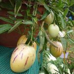 Poire-melon ou Melon-poire - Solanum muricatum