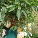 Poire-melon ou Melon-poire - Solanum muricatum