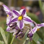 Poire-melon ou Melon-poire - Solanum muricatum