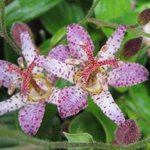 Tricyrtis