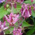 Tricyrtis