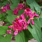 Lonicera tatarica 'Arnold Red' - Chèvrefeuille de Tartarie