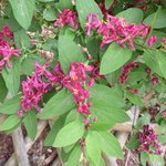 Lonicera tatarica 'Arnold Red' - Chèvrefeuille de Tartarie