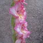 Glaïeul - Gladiolus