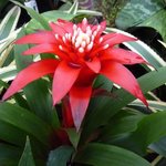 Guzmania