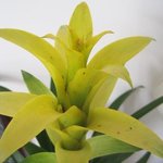 Guzmania