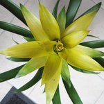 Guzmania