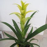 Guzmania