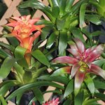 Guzmania