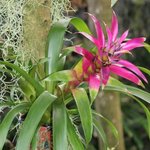 Guzmania