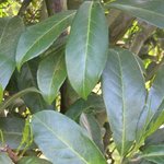 Laurier palme - Prunus laurocerasus 'Caucasica' - Laurier du Caucase