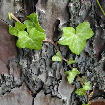 Lierre - Hedera helix