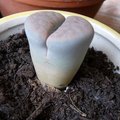 Lithops - Plante caillou