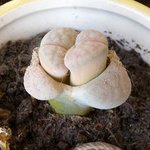 Lithops - Plante caillou