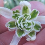 Perce-neige 'Flore Pleno' - Galanthus nivalis   