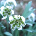 Perce-neige 'Flore Pleno' - Galanthus nivalis   