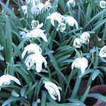 Perce-neige 'Flore Pleno' - Galanthus nivalis   