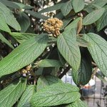 Viburnum rhytidophyllum - Viorne