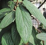 Viburnum rhytidophyllum - Viorne