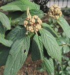 Viburnum rhytidophyllum - Viorne