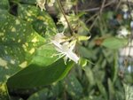 Lonicera fragrantissima - Chèvrefeuille d'hiver