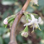 Lonicera fragrantissima - Chèvrefeuille d'hiver