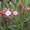 Laurier rose - Nerium oleander