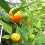 Calamondin - Citrus mitis ou madurensis - Agrume  